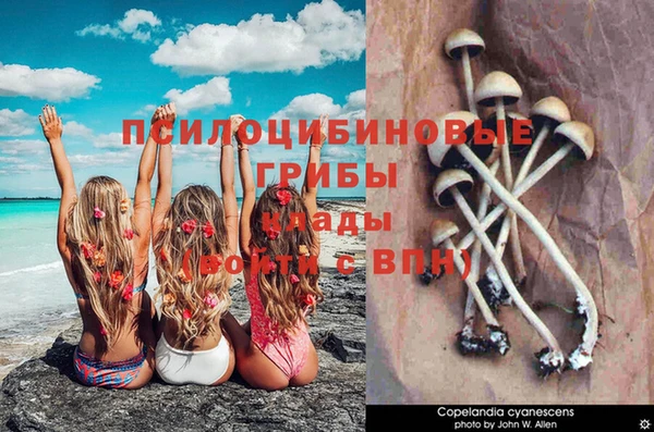 прущие грибы Иннополис